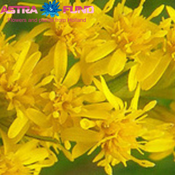 Solidago overig foto