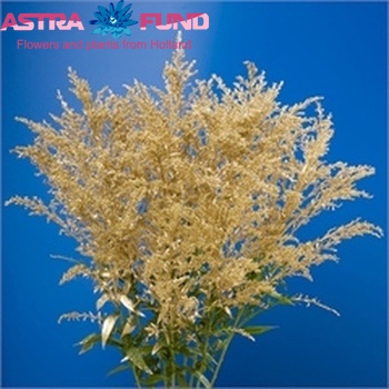 Solidago kleurbehandeld apricot 19% fotografie
