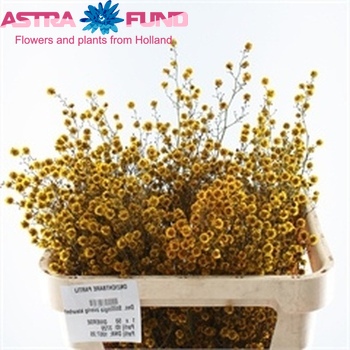 Solidago kleurbehandeld koper 19% fotografie