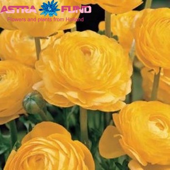 Ranunculus overig geel fotó
