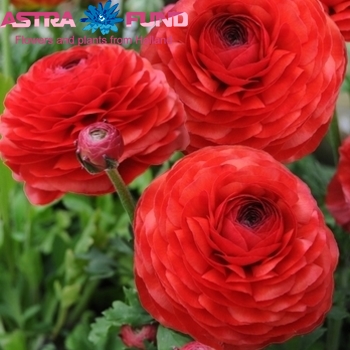 Ranunculus overig oranje fotó
