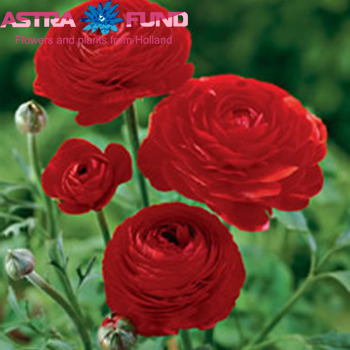Ranunculus overig rood fotó