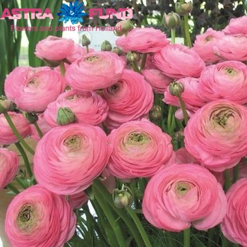 Ranunculus overig roze fotó