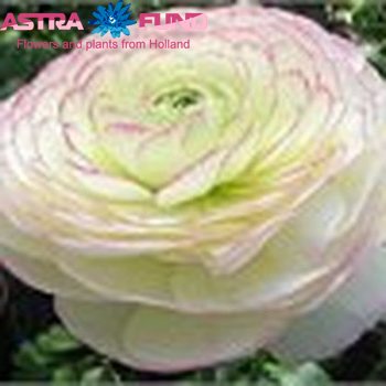 Ranunculus overig wit fotó