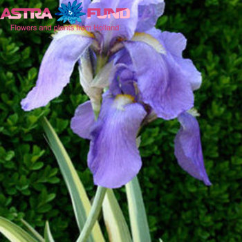 Iris (Hollandse Iris Grp) overig blauw φωτογραφία