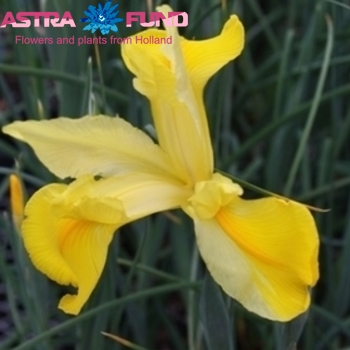 Iris (Hollandse Iris Grp) overig geel φωτογραφία