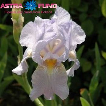 Iris (Hollandse Iris Grp) overig wit fotografie
