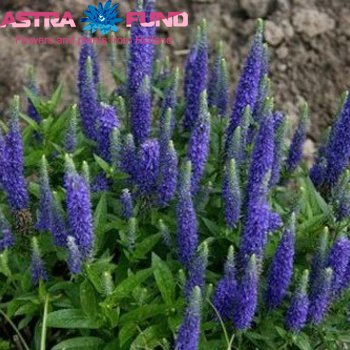 Veronica overig blauw φωτογραφία
