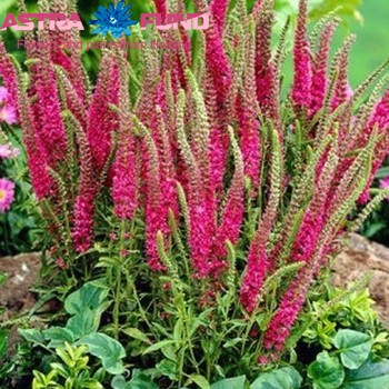 Veronica overig roze φωτογραφία