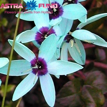 Ixia overig photo