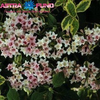 Weigela florida overig photo