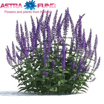 Salvia overig photo