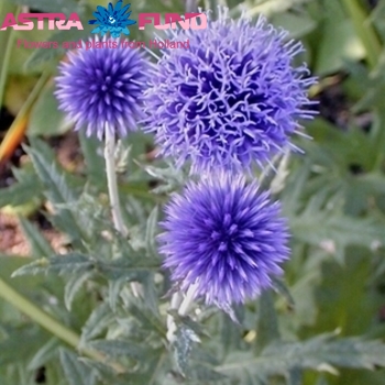 Echinops overig photo