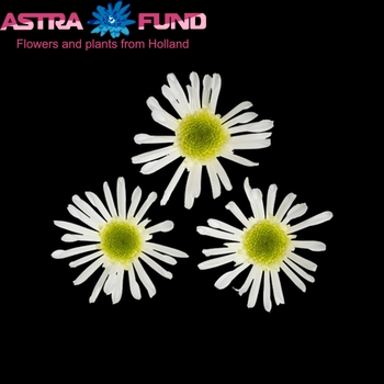 Chrysanthemum Indicum Grp tros santini Mini fotografija