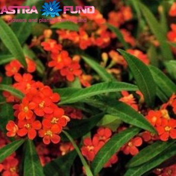 Euphorbia fulgens overig fotó