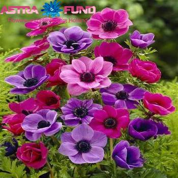 Anemone overig fotografija