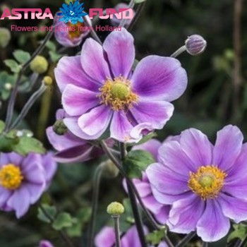 Anemone overig purper wijnrood fotografie