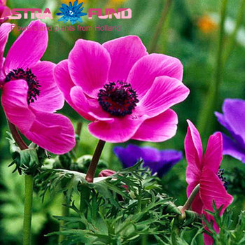 Anemone overig roze fotografie