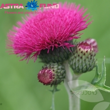 Cirsium atropurpureum photo