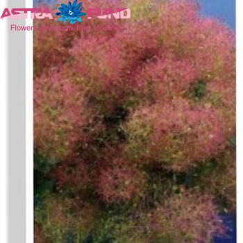Cotinus overig photo