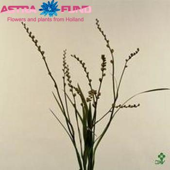 Crocosmia met bes overig photo
