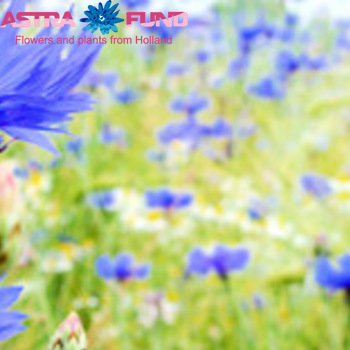 Centaurea overig photo