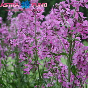 Hesperis matronalis overig lila photo