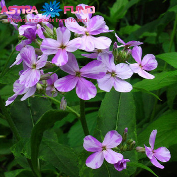 Hesperis matronalis per bos overig lila photo