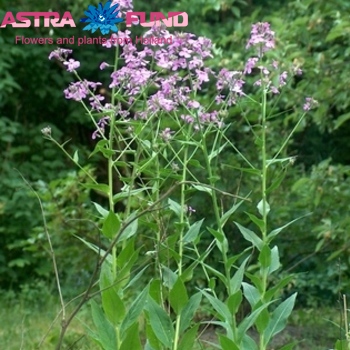 Hesperis matronalis per bos overig wit photo