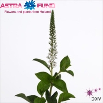 Lysimachia overig photo