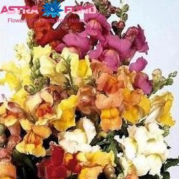 Antirrhinum majus gemengd fotografie