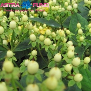 Hypericum inodorum overig φωτογραφία
