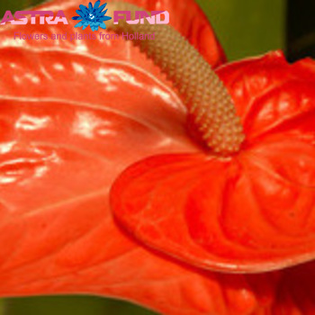 Anthurium Andreanum Grp overig bruin fotografija