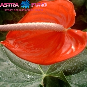 Anthurium Andreanum Grp overig oranje fotografija
