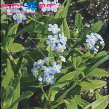 Myosotis overig photo