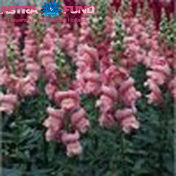 Antirrhinum majus overig kleurbehandeld 19% foto