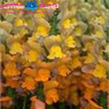 Antirrhinum majus overig rood foto