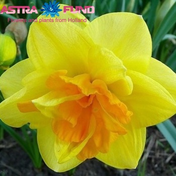 Narcissus Dubbele Grp zonder blad per bos 'Apotheose' photo