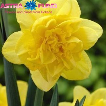 Narcissus Dubbele Grp zonder blad per bos 'Dick Wilden' photo