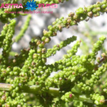 Chenopodium quinoa overig photo