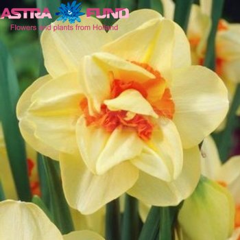 Narcissus Dubbele Grp zonder blad per bos 'Golden Ducat' fotografija