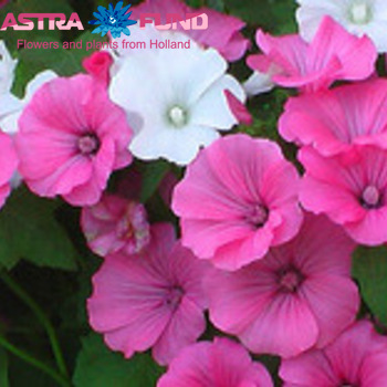 Lavatera overig photo