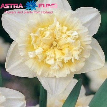 Narcissus Dubbele Grp zonder blad per bos 'Ice King' fotografija