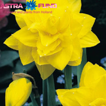 Narcissus Dubbele Grp zonder blad per bos 'Jack the Lad' fotografija
