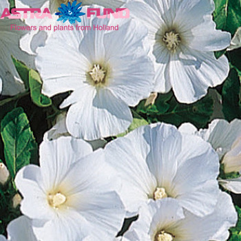 Lavatera overig wit photo