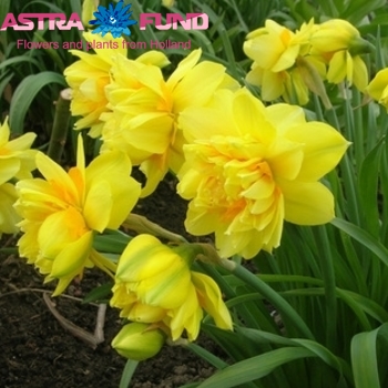 Narcissus Dubbele Grp zonder blad per bos 'Tahiti' fotografija