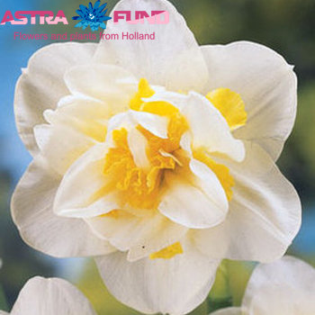 Narcissus Dubbele Grp zonder blad per bos 'White Lion' fotografija