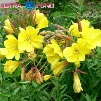 Oenothera overig photo
