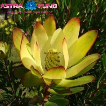 Leucadendron overig zdjęcie