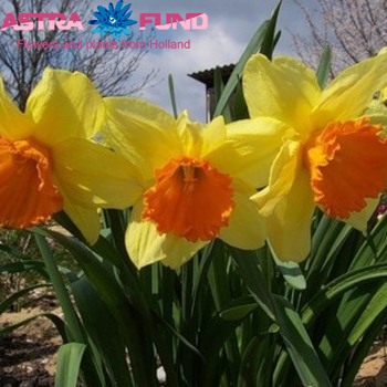 Narcissus Grootkronige Grp zonder blad per bos 'Fortissimo' zdjęcie
